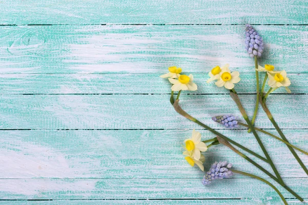 Påskliljor och muscaries blommor — Stockfoto