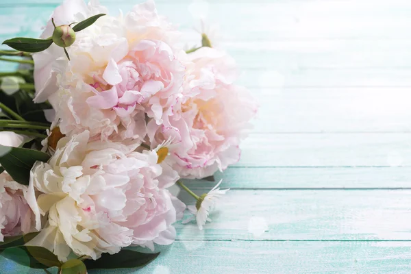 Flores de peônias brancas — Fotografia de Stock