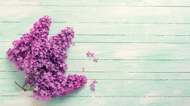 Taze leylak çiçekleri