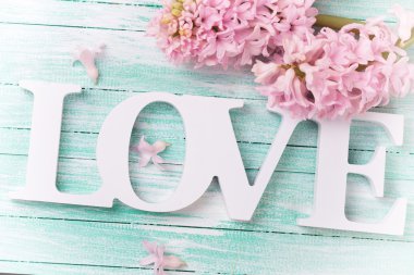 Bahar sümbül çiçeği