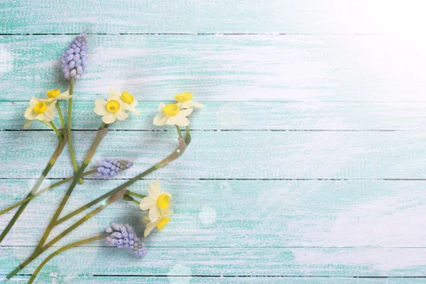 Daffodils e flores de muscaries — Fotografia de Stock