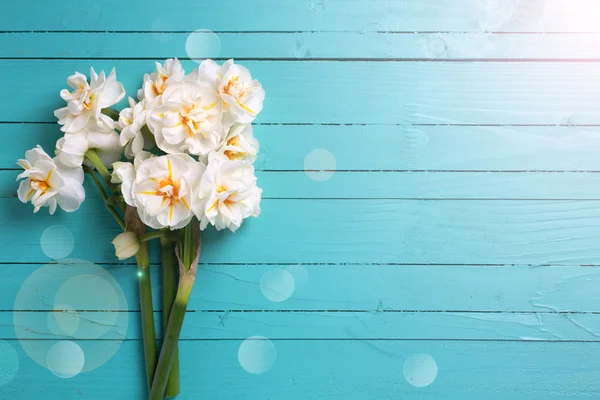 Bakgrund med ljusa narcisser blommor — Stockfoto