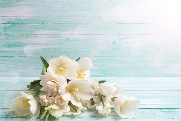 White daffodils flowers — Stock Photo, Image