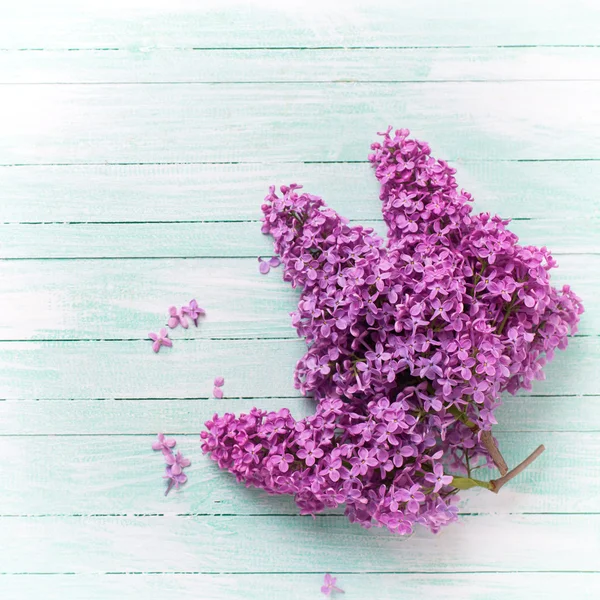 Flores frescas de lila —  Fotos de Stock