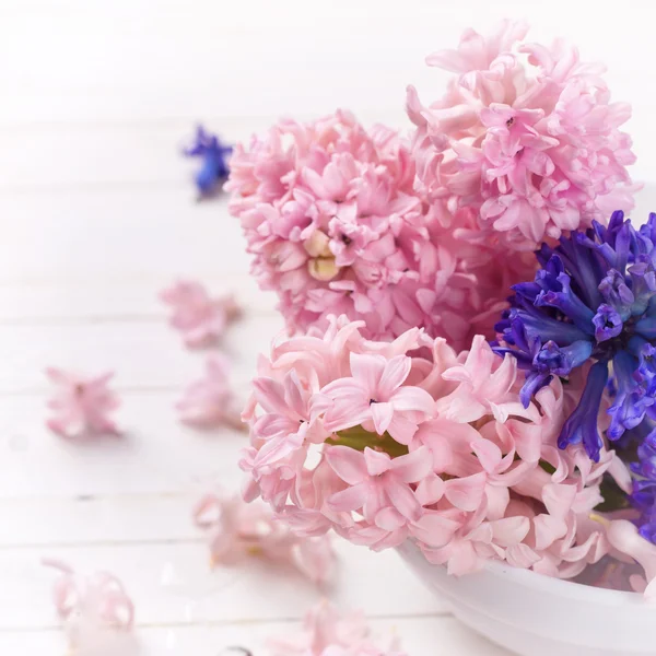 Hyacinter blommor på vit — Stockfoto