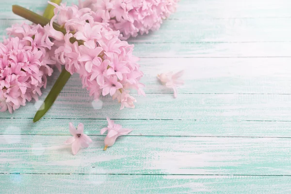 Flores frescas de jacintos — Foto de Stock