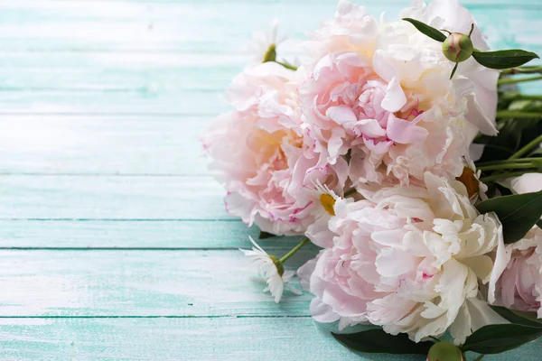 Peonías rosadas blancas frescas — Foto de Stock