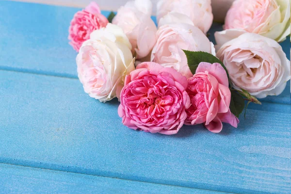 Roze en witte rozen — Stockfoto