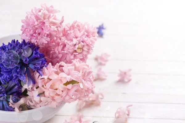 Fiori di giacinti su bianco — Foto Stock