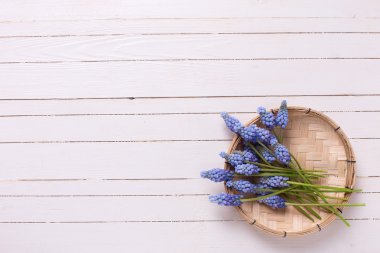 Ahşap üzerine taze muscaries