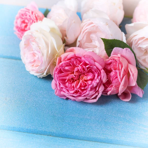 Ροζ και λευκά τριαντάφυλλα — Φωτογραφία Αρχείου
