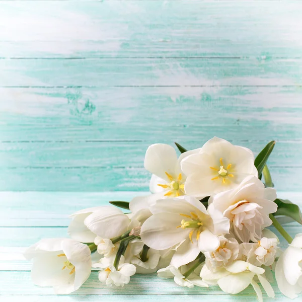 White daffodils flowers — Stock Photo, Image