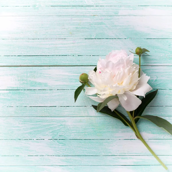 Flor de peónia branca — Fotografia de Stock