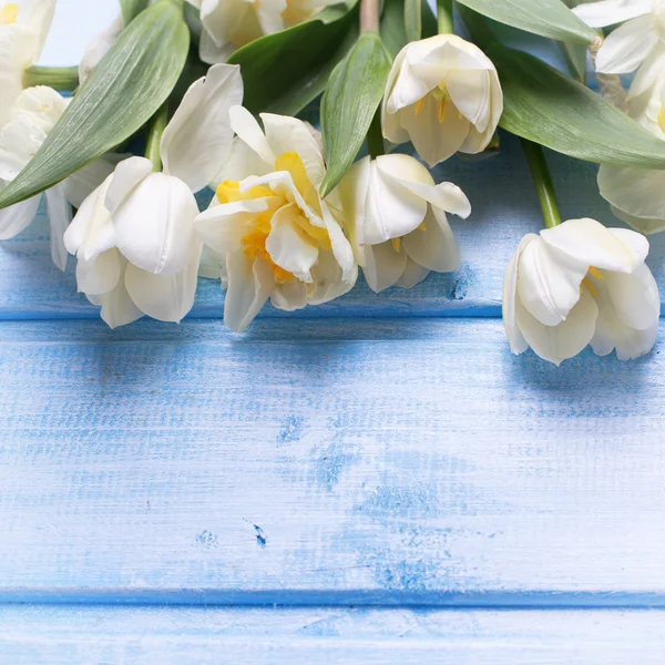 Narciso e tulipani freschi — Foto Stock