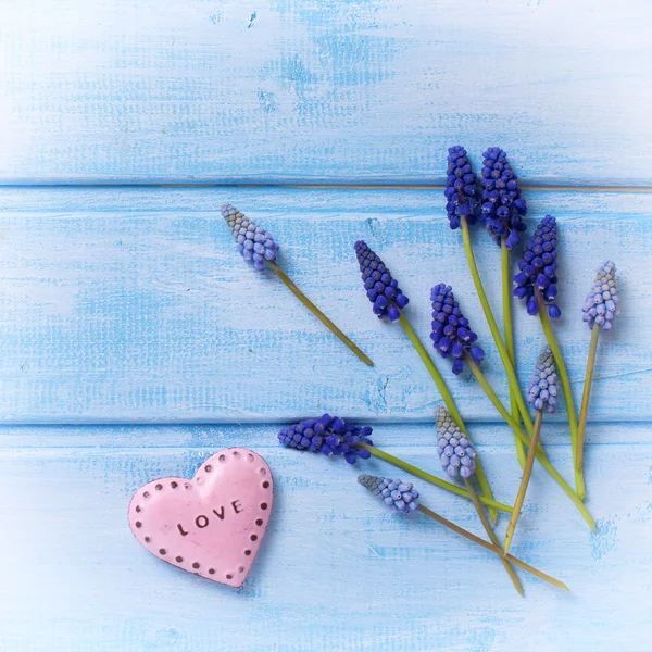 Muskarien Blumen und dekoratives Herz — Stockfoto