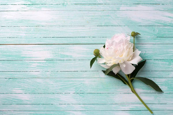 Белый пионский цветок — стоковое фото