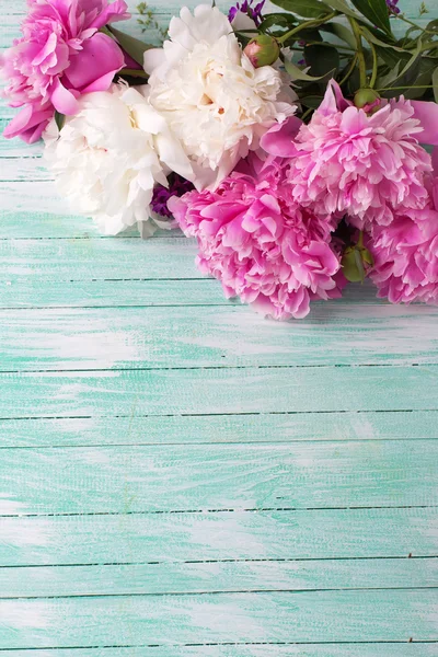 Beyaz ve pembe peonies — Stok fotoğraf