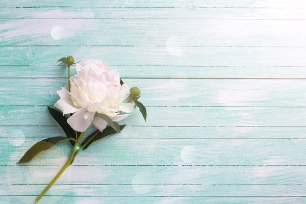 White peony flower — Stock Photo, Image