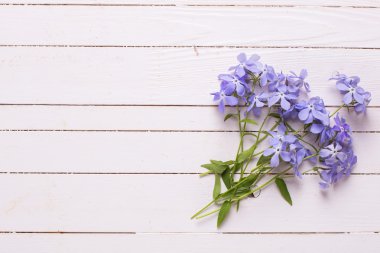 Taze ihale mavi çiçekler