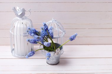 Muscaries kova ve mumlar