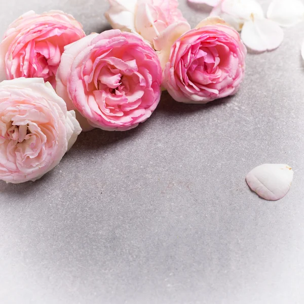 Verse roze rozen op grijs — Stockfoto