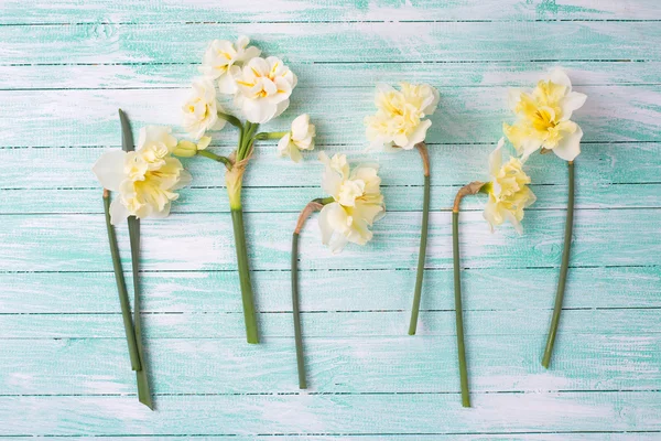 Vår gula narcisser — Stockfoto