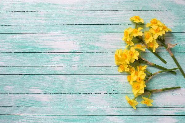 Pequenas flores de narcisos — Fotografia de Stock