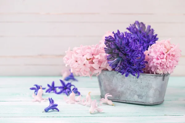 Hyacinten bloemen in kom — Stockfoto