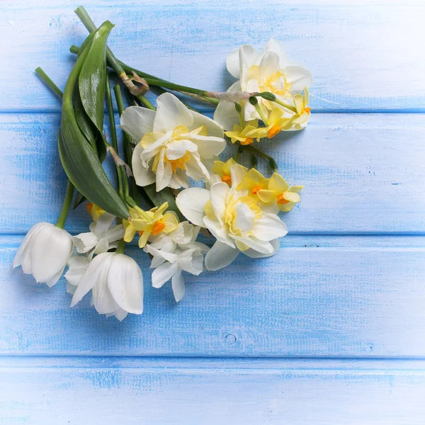 水仙、 郁金香花朵 — 图库照片