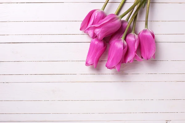 新鲜的粉红色郁金香 — 图库照片