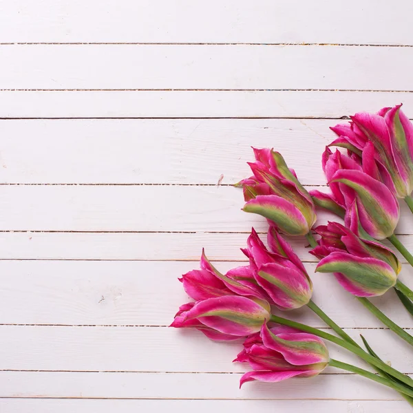 Fresh  spring pink  tulips — Stock Photo, Image