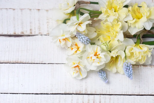 Jonquilles jaunes et muscaires — Photo