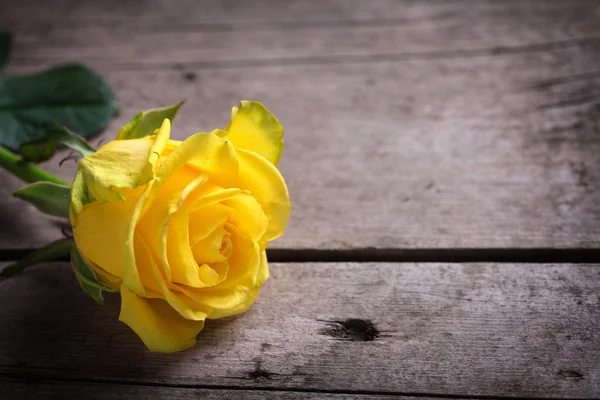 Φόντο με κίτρινο τριαντάφυλλο — Φωτογραφία Αρχείου