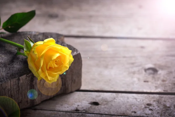 Schöne gelbe Rose — Stockfoto