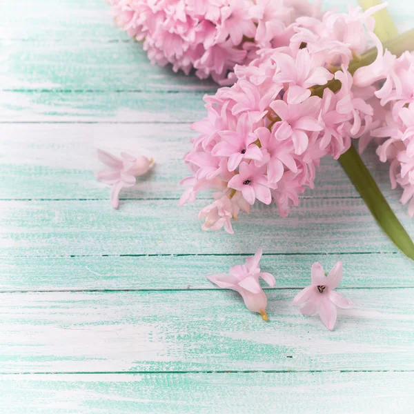 Flores frescas de jacintos —  Fotos de Stock