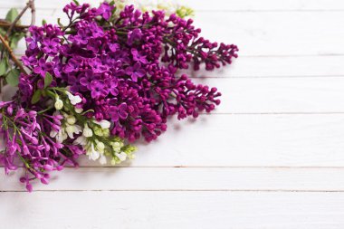 Beyaz ve mor leylak çiçekleri  