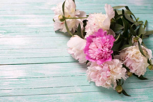 White and pink peony flowers — Stock Photo, Image