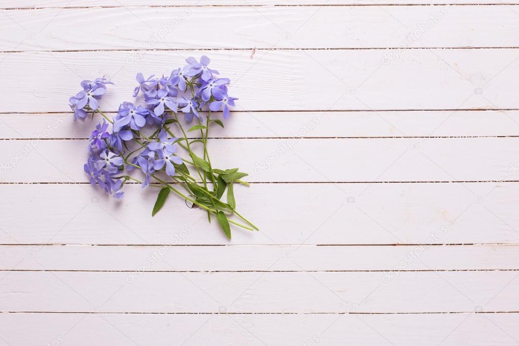 Fresh blue flowers