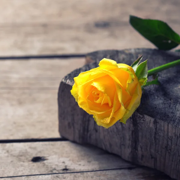 Háttérrel, sárga Rózsa — Stock Fotó
