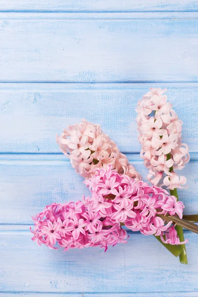 Пастельные розовые гиацинты — стоковое фото