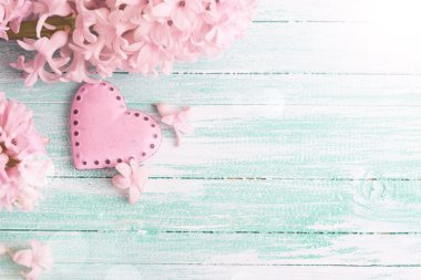 Arka plan ile taze sümbül