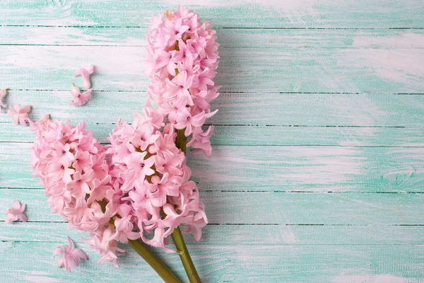 Jacintos de flores frescas — Foto de Stock