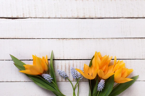 Čerstvý jarní žluté tulipány — Stock fotografie