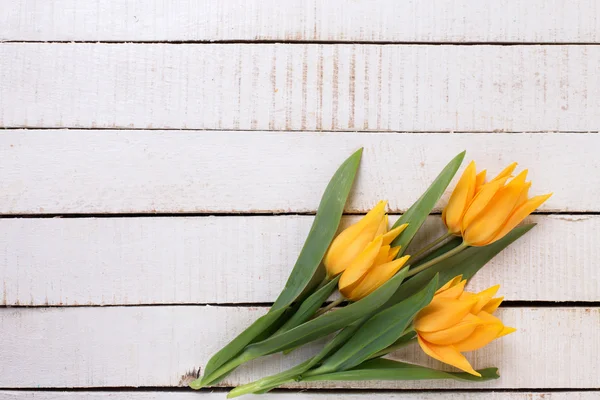 Frische frühlingshafte gelbe Tulpen — Stockfoto