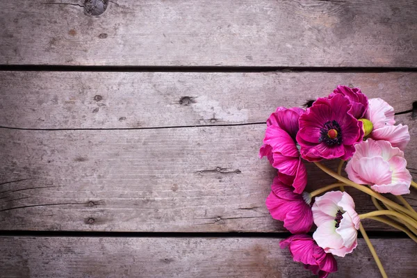 Fresh flowers background — Stock Photo, Image