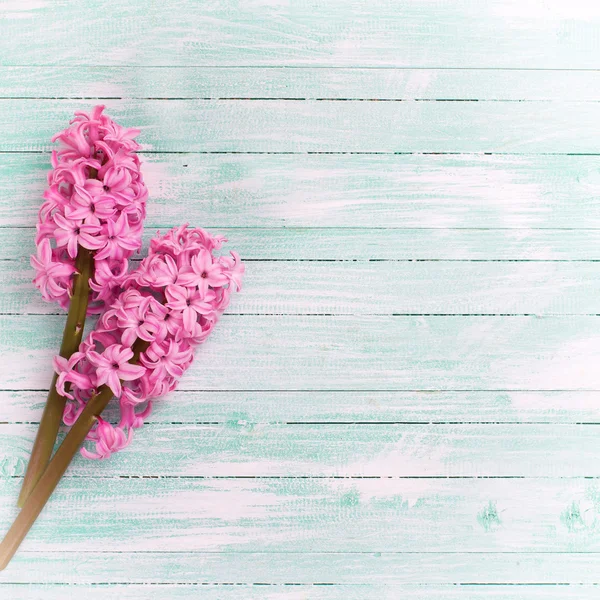 Свіжі рожевий гіацинти — стокове фото