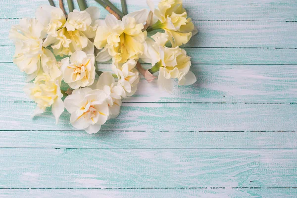 Narciso amarillo fresco — Foto de Stock