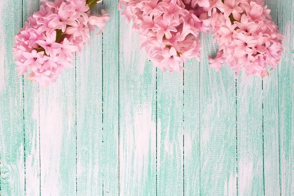 Свежие розовые гиацинты — стоковое фото