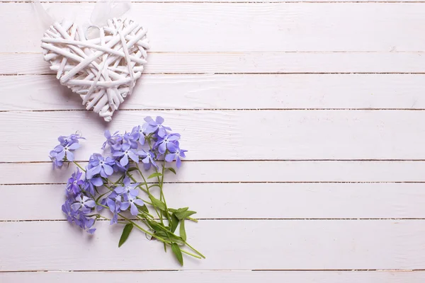 Φρέσκα τρυφερά μπλε λουλούδια — Φωτογραφία Αρχείου
