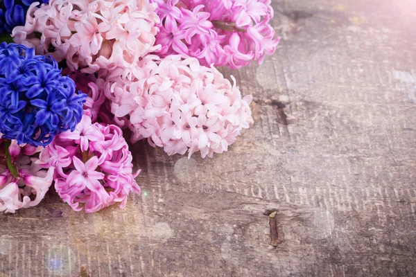 Svěží růžová hyacinty — Stock fotografie